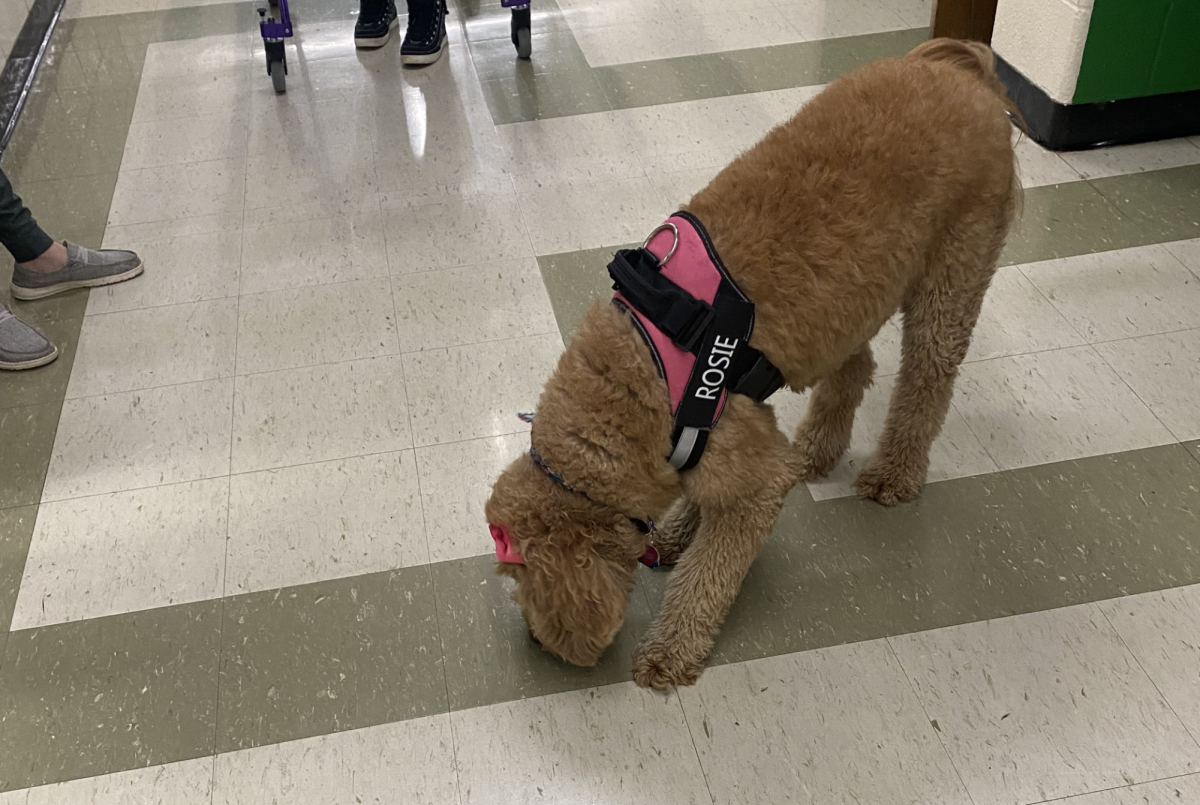 Rosie the therapy dog