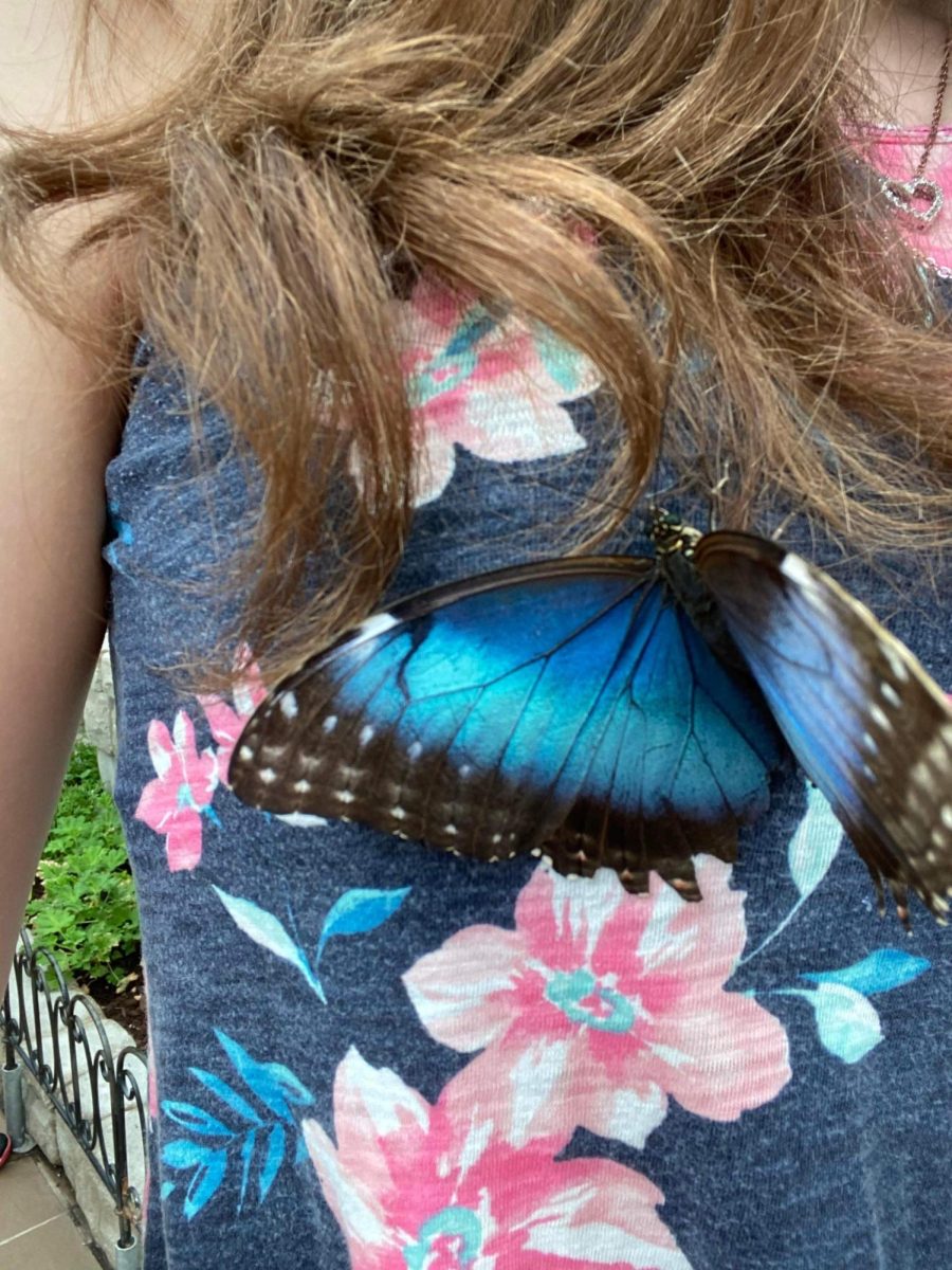 Butterflies+Fluttering+Facts