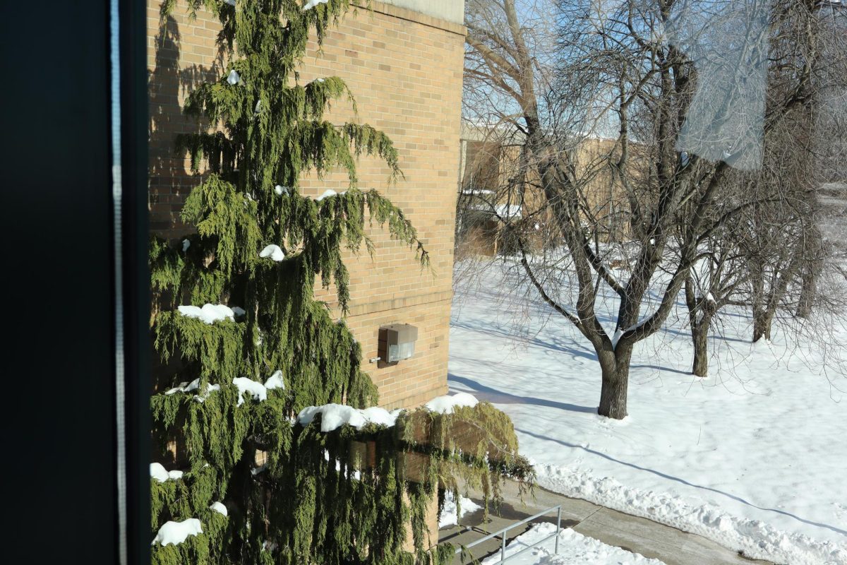 A thick bed of snow complimented by the vibrant green of the tree.