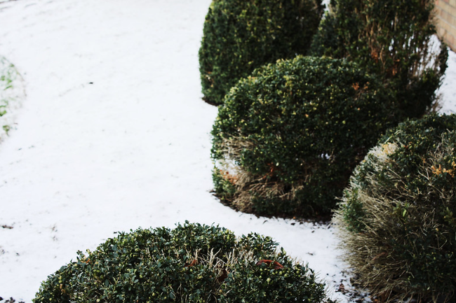 A blanket of snow, untouched and perfect, with just a hint of green.