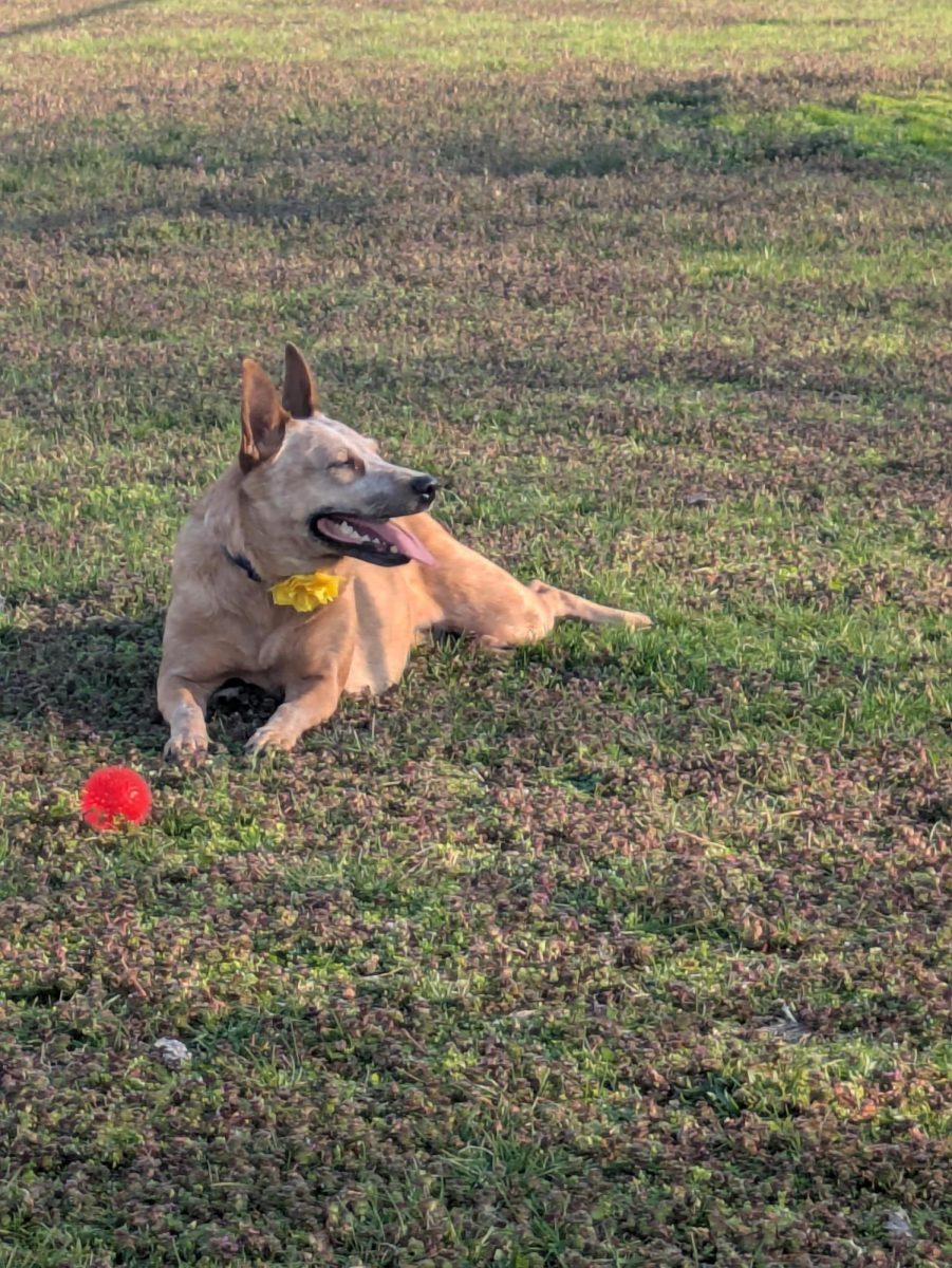 A dog playing in the springtime.