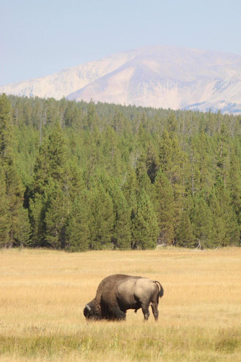 A lone buffalo in Yellowstone