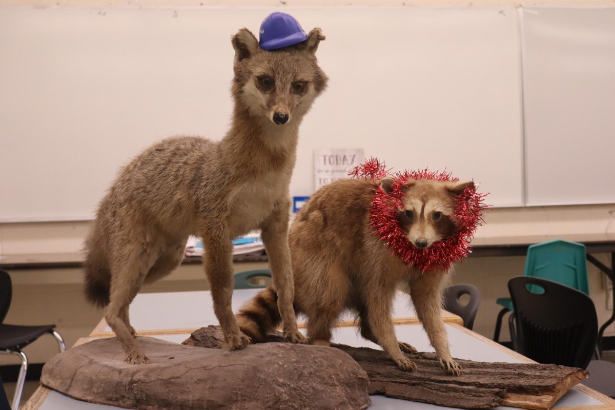 these two furry friends are taxidermy animals that live or used to live in room 210