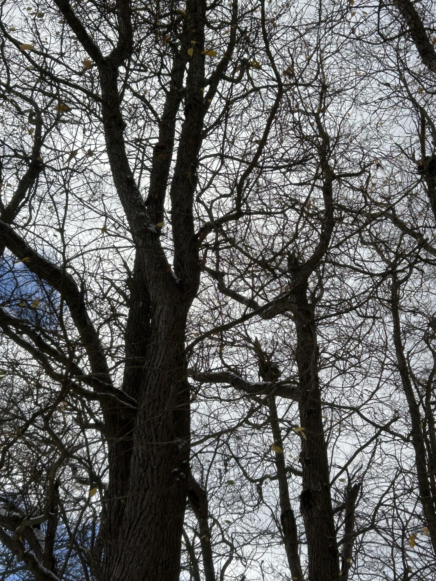 Leafless Winter Trees