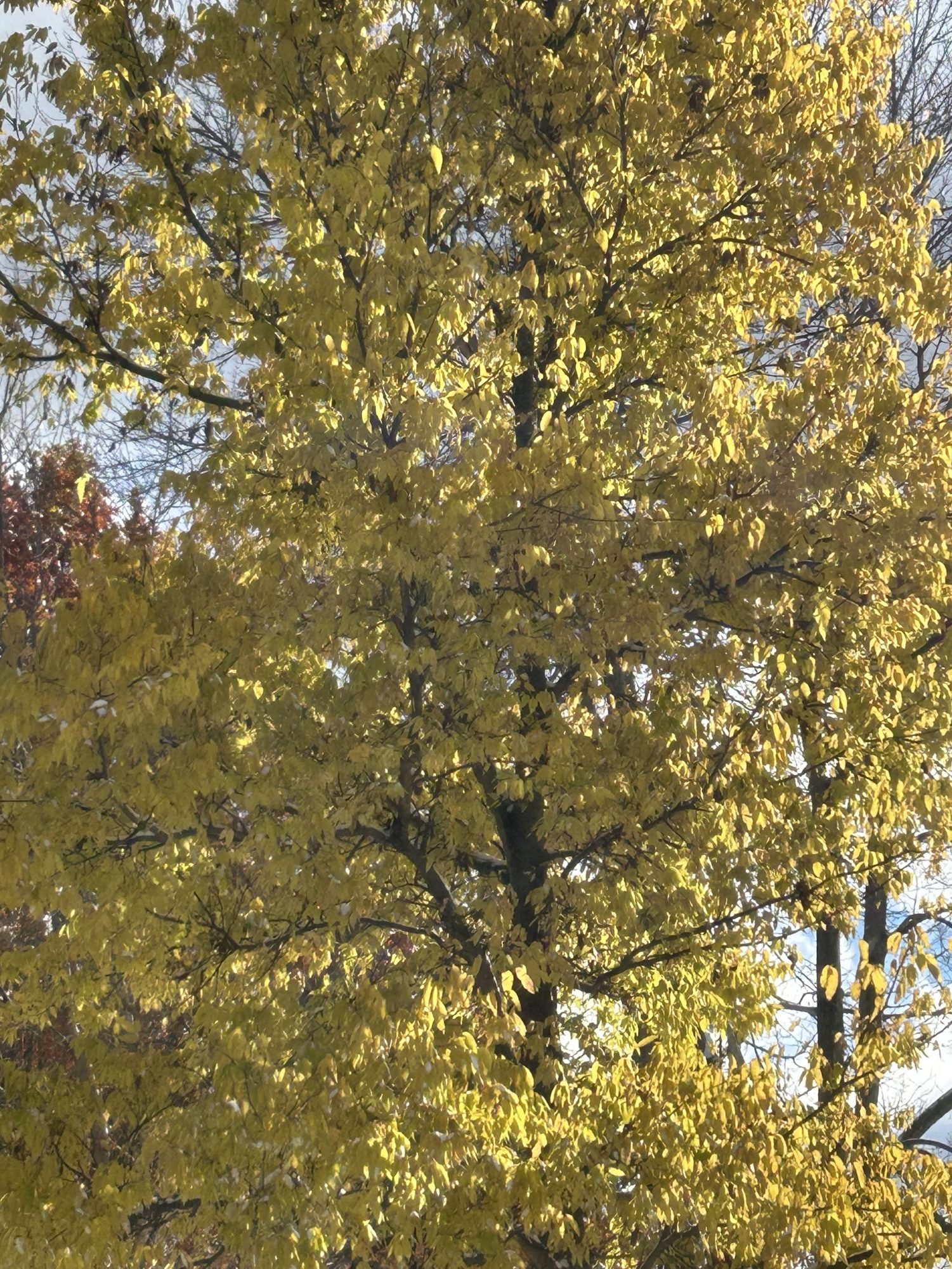 A Tree with Golden Fall Leaves