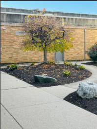 This is a beautiful tree that you can see when you enter the building.