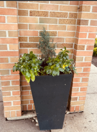 A small plant in front of our high school helps 