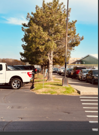 Here are some of the beautiful trees by student parking sectioning off parts of our student and staff parking lot.