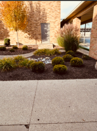 Small plants added to our school to create a nice place right in the front.