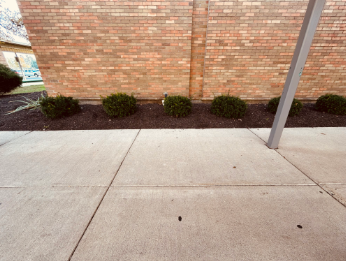 Some of the bushes you see in front of our building lined alongside it creating a pathway to the entry way.