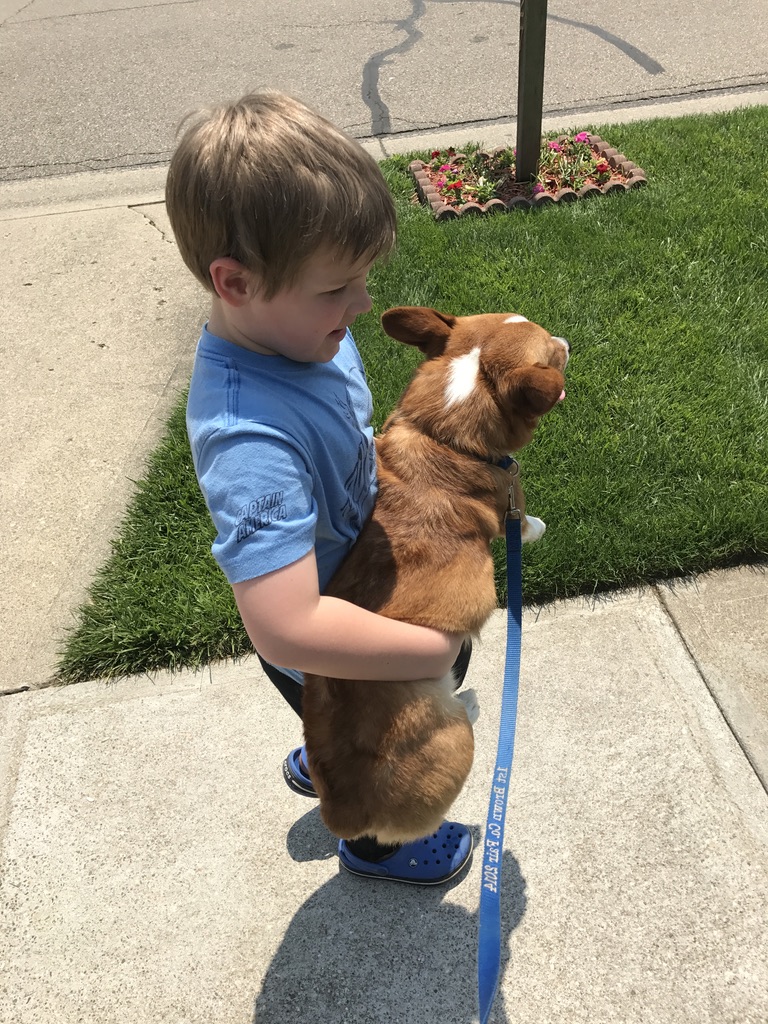 Freshman Dylan Vaughn, when he was much younger, took his corgi, Stanley, for a "walk." We are pretty sure Stanley is going to live forever, though, so this article will never come in handy for his family. 