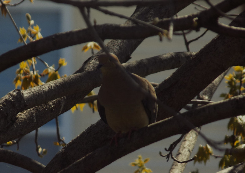 This bird was spying on Samantha Siemer through her window (while she was doing her homework) and when she went up to the bird, it flew away.